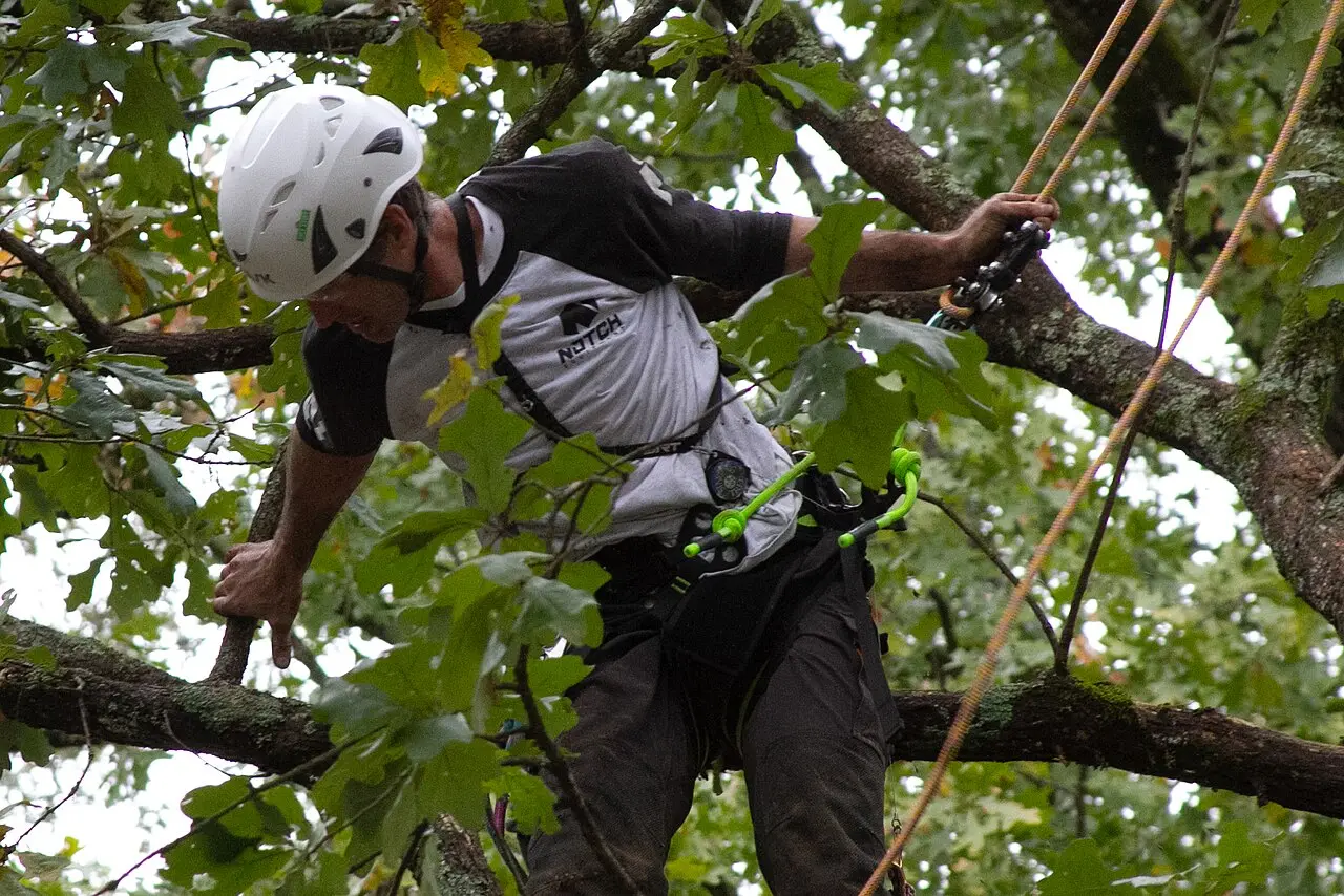 Élagueur sécurisé dans un arbre